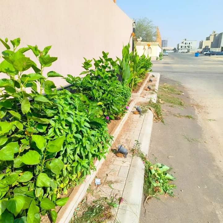 تنسيق حدائق (2)