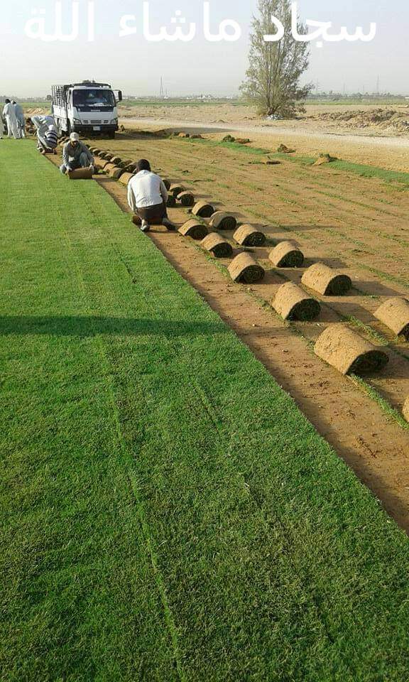 تنسيق حدائق (6)