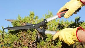 قص اشجار ومعالجة الامراض (4)